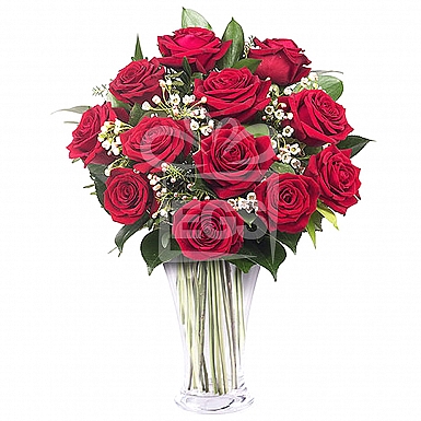 12 Imported Red Roses