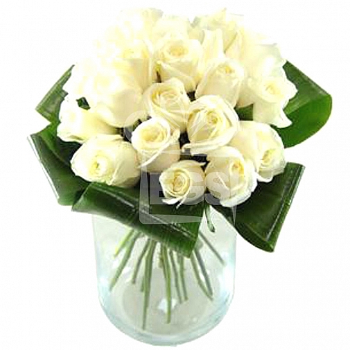 36 Imported White Roses