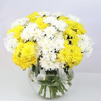 white and yellow Chrysanthemums